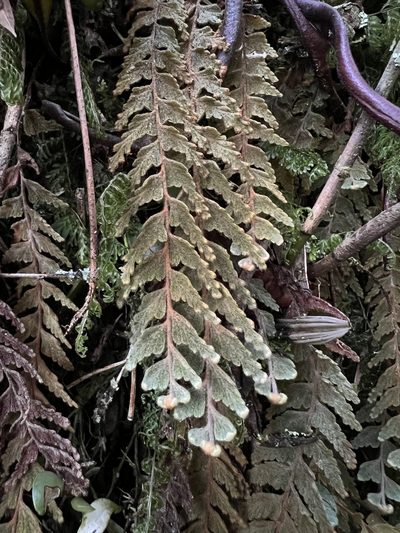 Hymenophyllum tomentosum, photographed by Nicolás Baresch Uribe