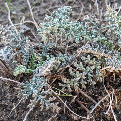 Chaenactis douglasii, photographed by cgmayers