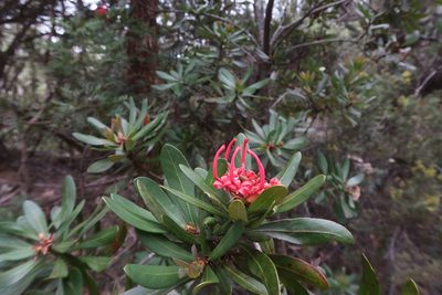 Telopea truncata, photographed by Cowirrie