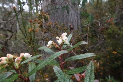 Gaultheria hispida, photographed by Cowirrie