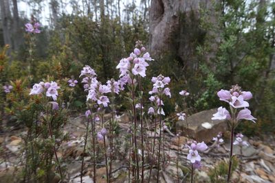Euphrasia collina, photographed by Cowirrie