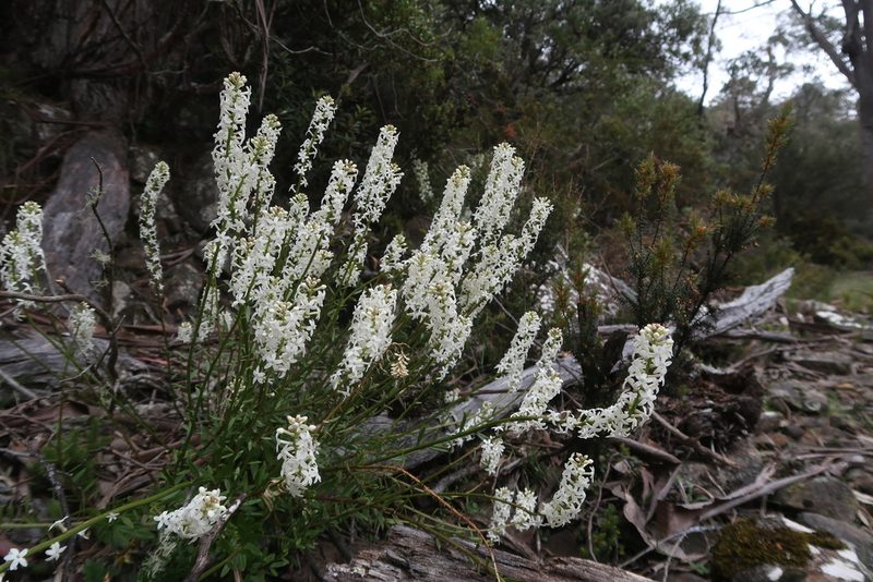 Stackhousia monogyna, photographed by Cowirrie