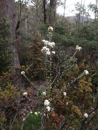 Pimelea nivea, photographed by Cowirrie