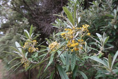 Bedfordia salicina, photographed by Cowirrie