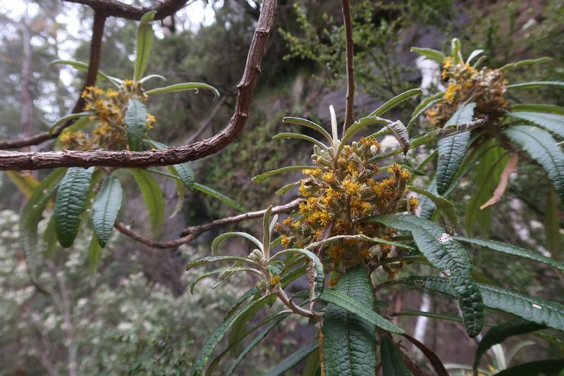 Bedfordia salicina, photographed by Cowirrie