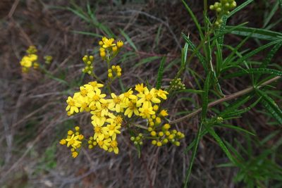 Senecio linearifolius, photographed by Cowirrie
