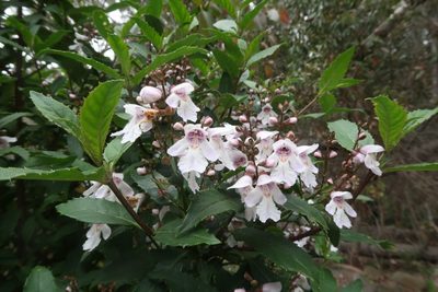 Prostanthera lasianthos, photographed by Cowirrie