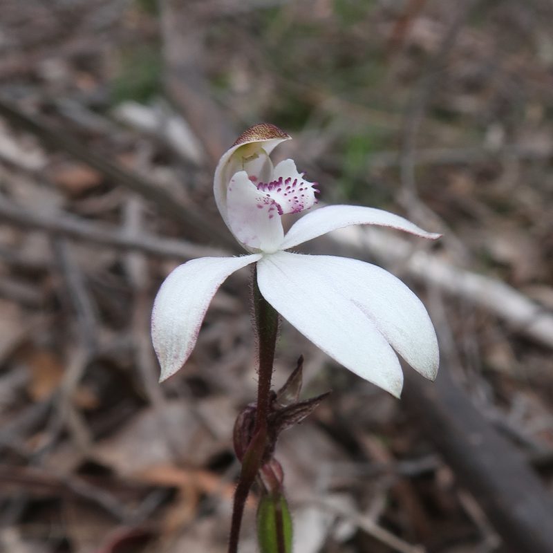 Caladenia gracilis, photographed by Cowirrie