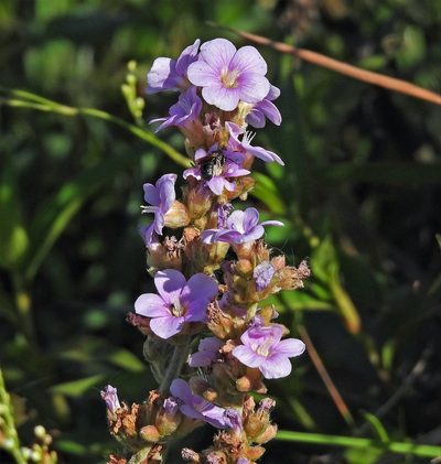 Melochia villosa, photographed by Hugo Hulsberg
