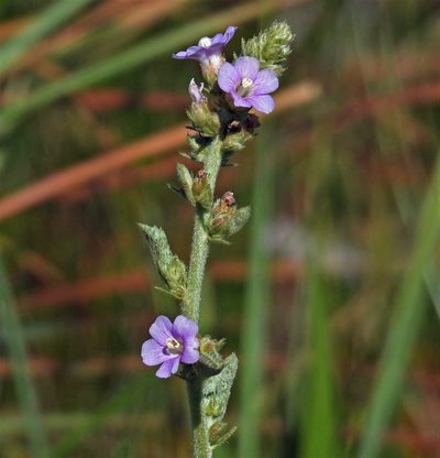 Melochia villosa, photographed by Hugo Hulsberg