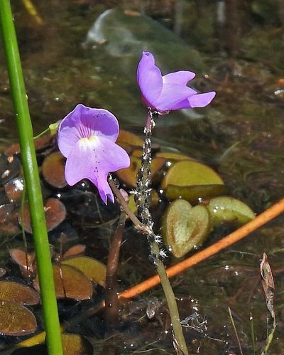 Utricularia myriocista, photographed by Hugo Hulsberg
