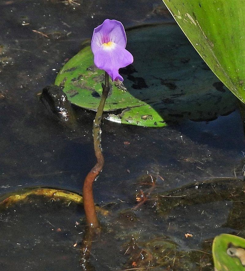 Utricularia myriocista, photographed by Hugo Hulsberg