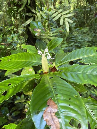 Aphelandra dolichantha, photographed by Emily Franzen