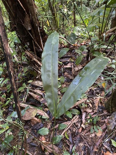 Cyclanthus bipartitus, photographed by Emily Franzen