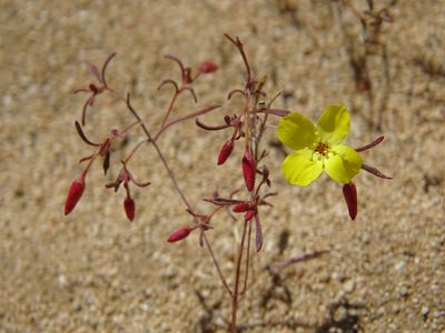 Camissonia campestris, photographed by Jesse Rorabaugh