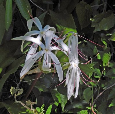 Crinum americanum, photographed by Hugo Hulsberg