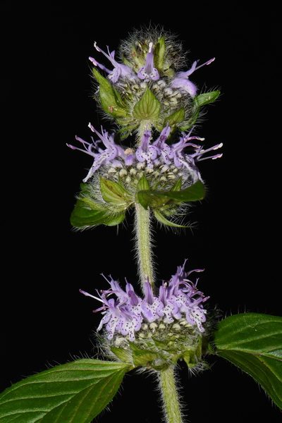 Blephilia woffordii, photographed by Brian Finzel