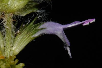 Blephilia woffordii, photographed by Brian Finzel