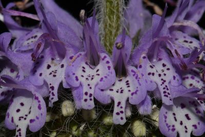 Blephilia woffordii, photographed by Brian Finzel