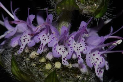 Blephilia woffordii, photographed by Brian Finzel