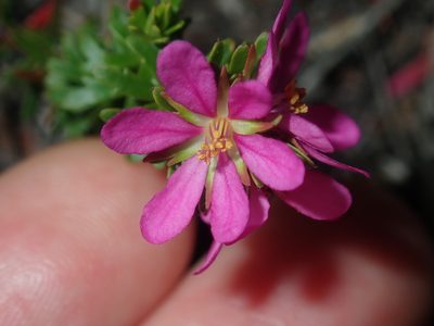 Bauera capitata, photographed by Thomas Mesaglio
