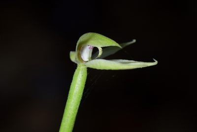 Adenochilus gracilis, photographed by Christopher Stephens