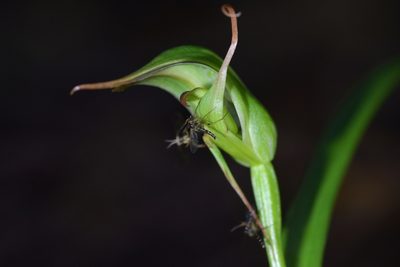 Pterostylis montana, photographed by Christopher Stephens