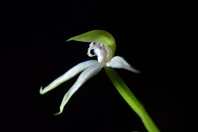 Adenochilus gracilis, photographed by Christopher Stephens