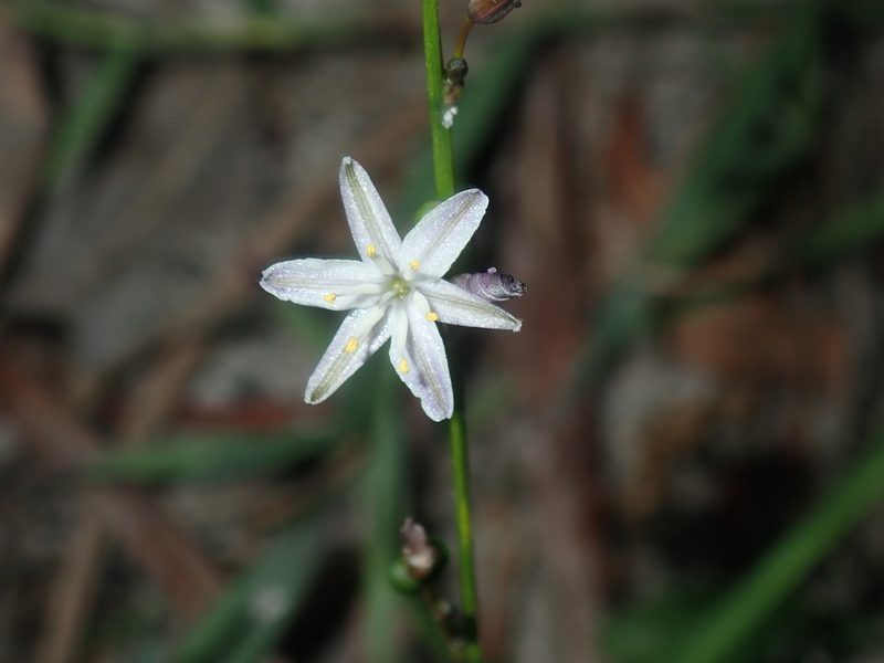 Caesia parviflora, photographed by Thomas Mesaglio