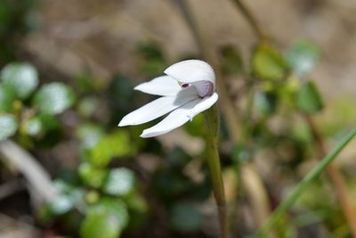 Caladenia lyallii, photographed by Christopher Stephens