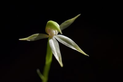 Adenochilus gracilis, photographed by Christopher Stephens