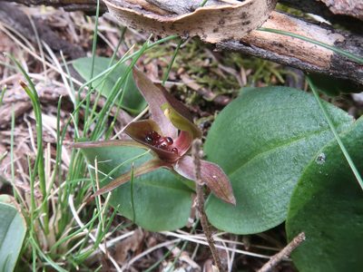 Chiloglottis grammata, photographed by Cowirrie