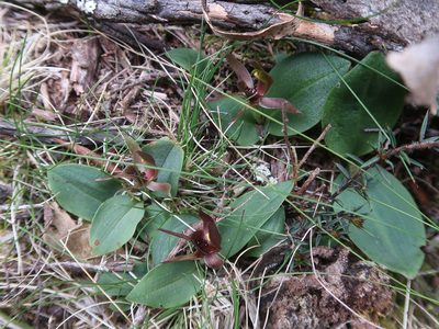Chiloglottis grammata, photographed by Cowirrie