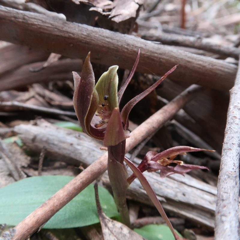 Chiloglottis triceratops, photographed by Cowirrie