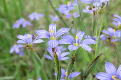 Sisyrinchium atlanticum, photographed by Laura Clark