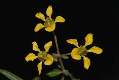 Cottsia gracilis, photographed by Brian Finzel