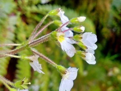 Ourisia crosbyi, photographed by Heidi Meudt
