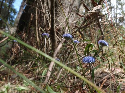 Brunonia australis, photographed by Cowirrie