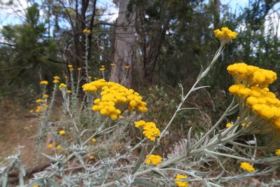 Chrysocephalum semipapposum, photographed by Cowirrie