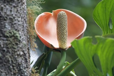 Monstera oreophila, photographed by Dario Taraborelli