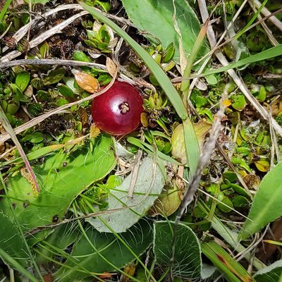 Coprosma atropurpurea, photographed by Jenny Saito