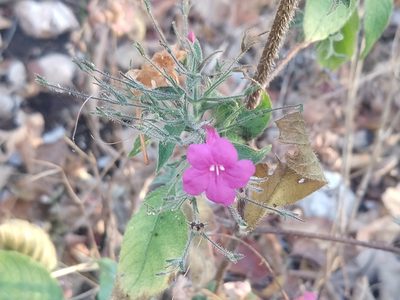 Ruellia inundata, photographed by Francisco Emilio Roldán Velasco