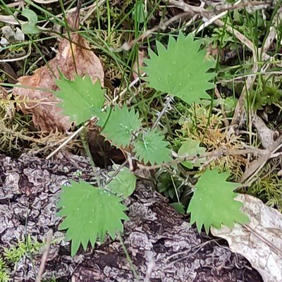 Urtica sykesii, photographed by Jenny Saito