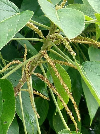 Acalypha macrostachya, photographed by Francisco Emilio Roldán Velasco