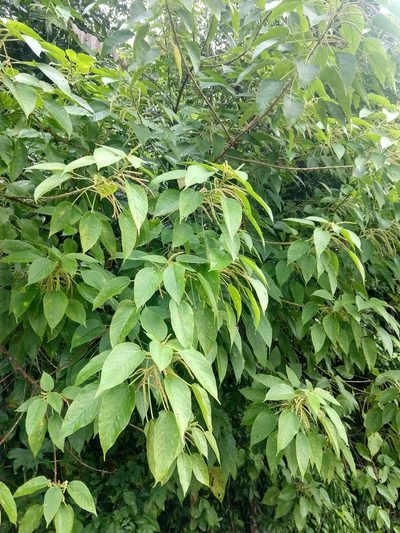 Acalypha macrostachya, photographed by Francisco Emilio Roldán Velasco