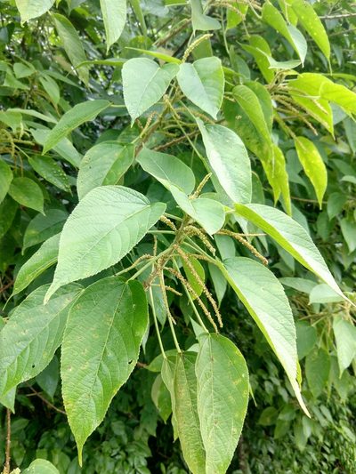 Acalypha macrostachya, photographed by Francisco Emilio Roldán Velasco