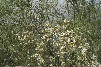 Retama monosperma, photographed by Oleg Kosterin