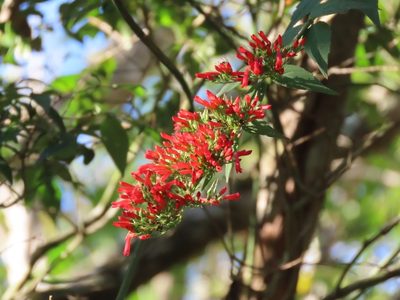 Russelia verticillata, photographed by Francisco Emilio Roldán Velasco