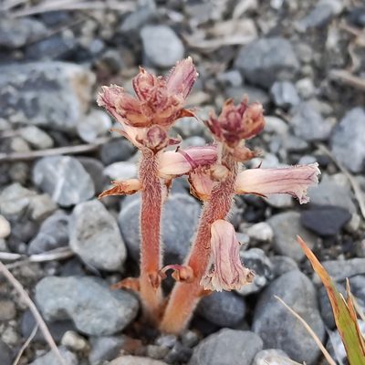 Orobanche minor, photographed by Jenny Saito