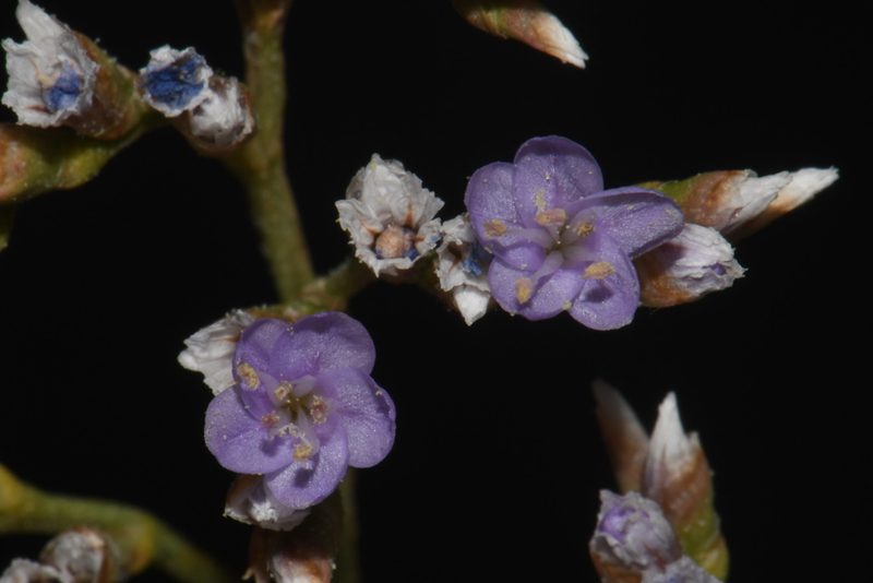 Limonium limbatum, photographed by Brian Finzel